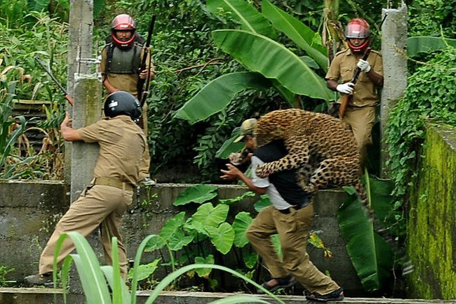 FOTO. Momentul in care un leopard ataca un om. Animalul a mutilat in total 6 persoane