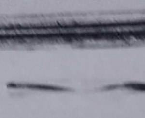 IMAGINI SPECTACULOASE. Creatura misterioasa, filmata in Alaska