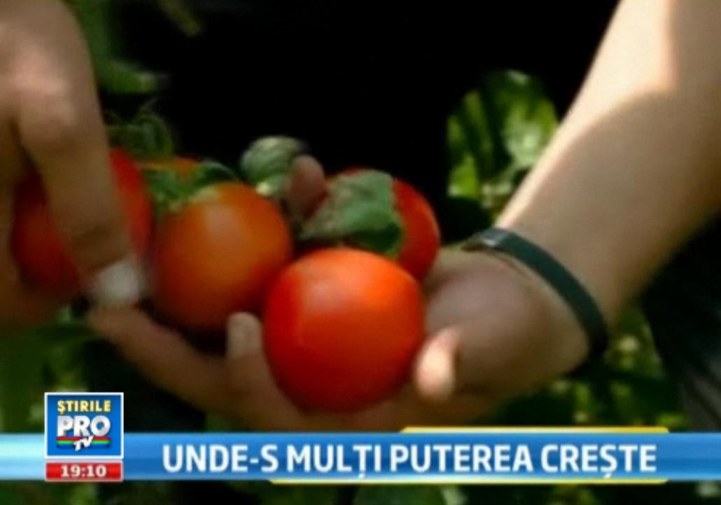 Cultura bogata, oameni saraci. Cum ar putea fi salvata o recolta ca in "vremurile de aur"