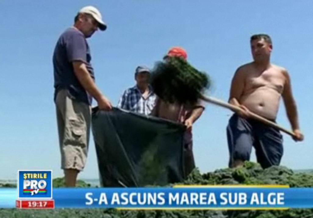 Algele provoaca scandal la Mamaia. Muncitorii, acuzati ca au curatat doar plajele de fite