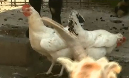 Dobitoace de oras. Reportaj in blocurile cu vedere la grajduri, unde cocosul te trezeste dimineata