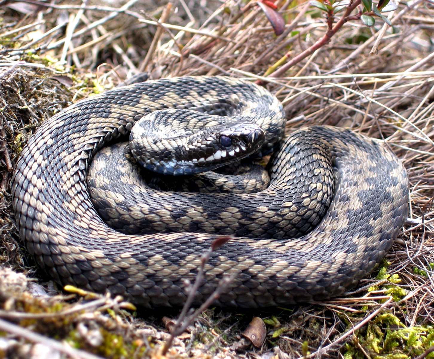 Un aradean a fost muscat de o vipera, in timp ce culegea mere dintr-o livada. Barbatul a ajuns in stare grava la spital