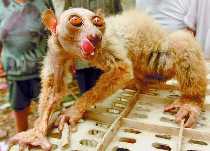 "Extraterestrul" care i-a speriat de moarte pe chinezi.Au cerut politiei sa-l aresteze! GALERIE FOTO