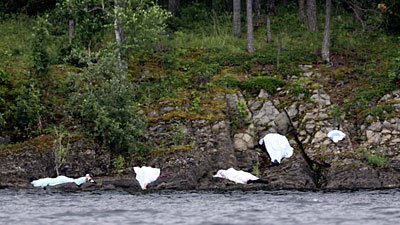 victimele din Norvegia