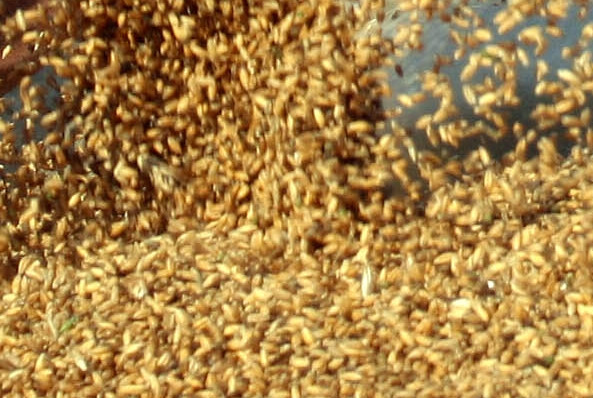 An agricol exceptional. Producatorii: Decat sa ieftinim, mai bine exportam