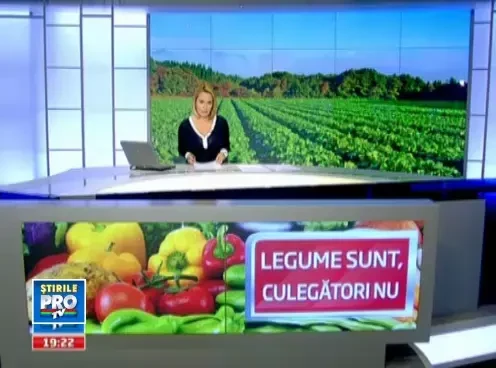 DE CE mancam scump si prost de la turci. La noi nimeni nu vrea sa munceasca pe camp, fara 40 € PE ZI