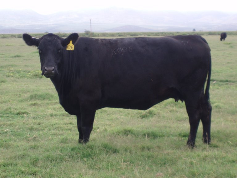 Super-vaci din import. Joienele din rasa Angus sunt cele mai profitabile
