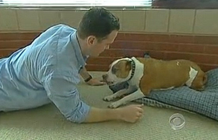 Era cu pistolul in gura si voia sa apese pe tragaci, insa pitbull-ul sau i-a salvat viata! VIDEO