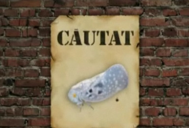 Inamici publici. Metcalfa si paduchele lanos au facut zeci de victime la Timisoara