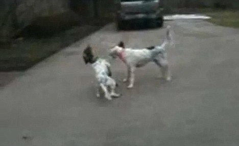 VIDEO. Cainele care si-a INSCENAT moartea, vedeta pe internet. Clipul care nu are niciun dislike