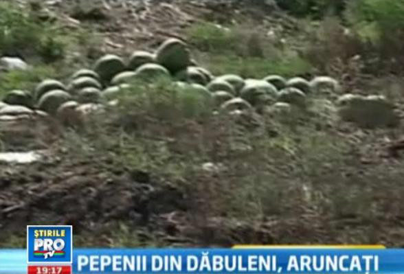 De 8 ori mai scumpi din cauza intermediarilor, pepenii au ajuns sa se strice la soare