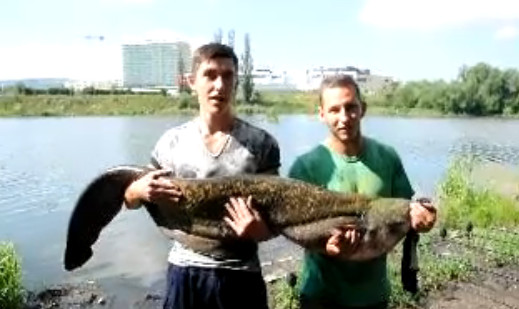 Creatura de 31 de kilograme, descoperita in apele unui lac din Cluj. Cum a fost capturata. VIDEO