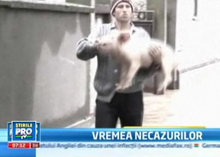 Vremea necazurilor in judetul Arad. Animale luate de ape, case inundate. VIDEO