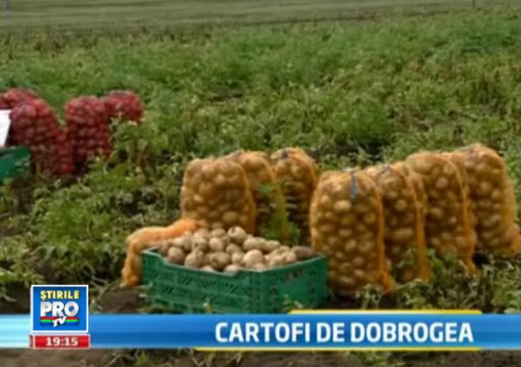 Noua “patrie a cartofilor”. Ce este FABULA si cum ar putea revolutiona agricultura din Tulcea