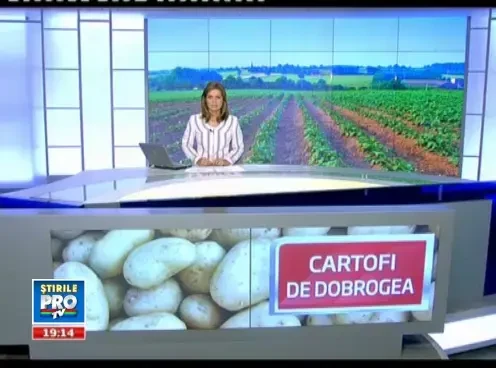 Codasi la agricultura in propria tara: olandezii ne dau lectii la culturile de cartofi