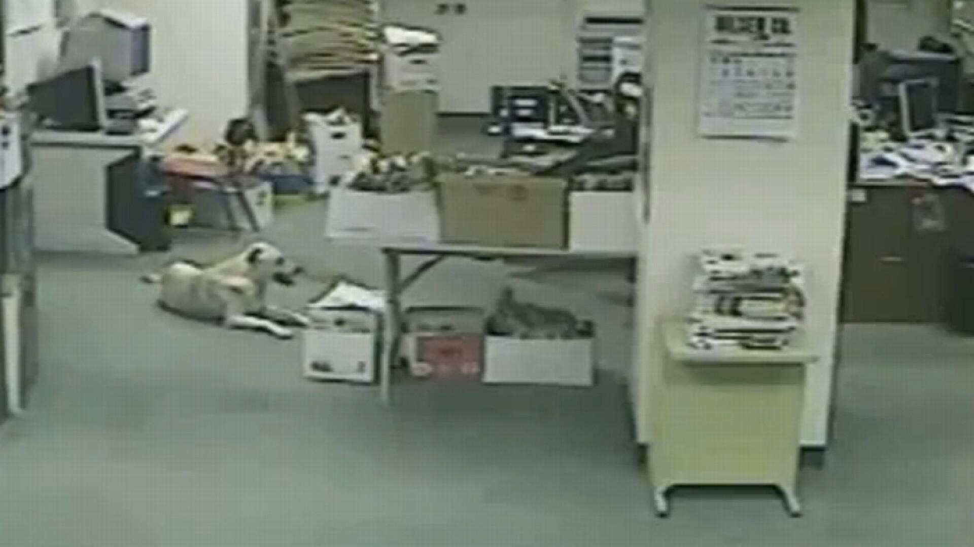 Cel mai bun senzor anti-cutremur. Un caine simte seismul inainte sa se produca. VIDEO