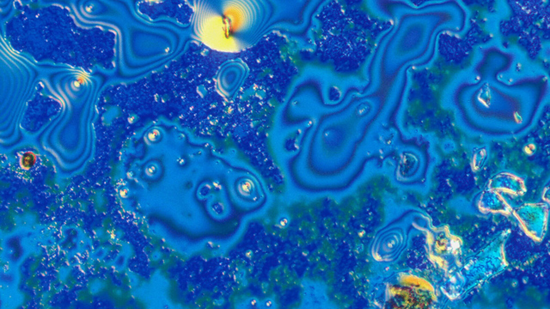 Ghicesti cu ochiul liber ce-ti arata microscopul? Si tu ai pus gura pe ele macar o data