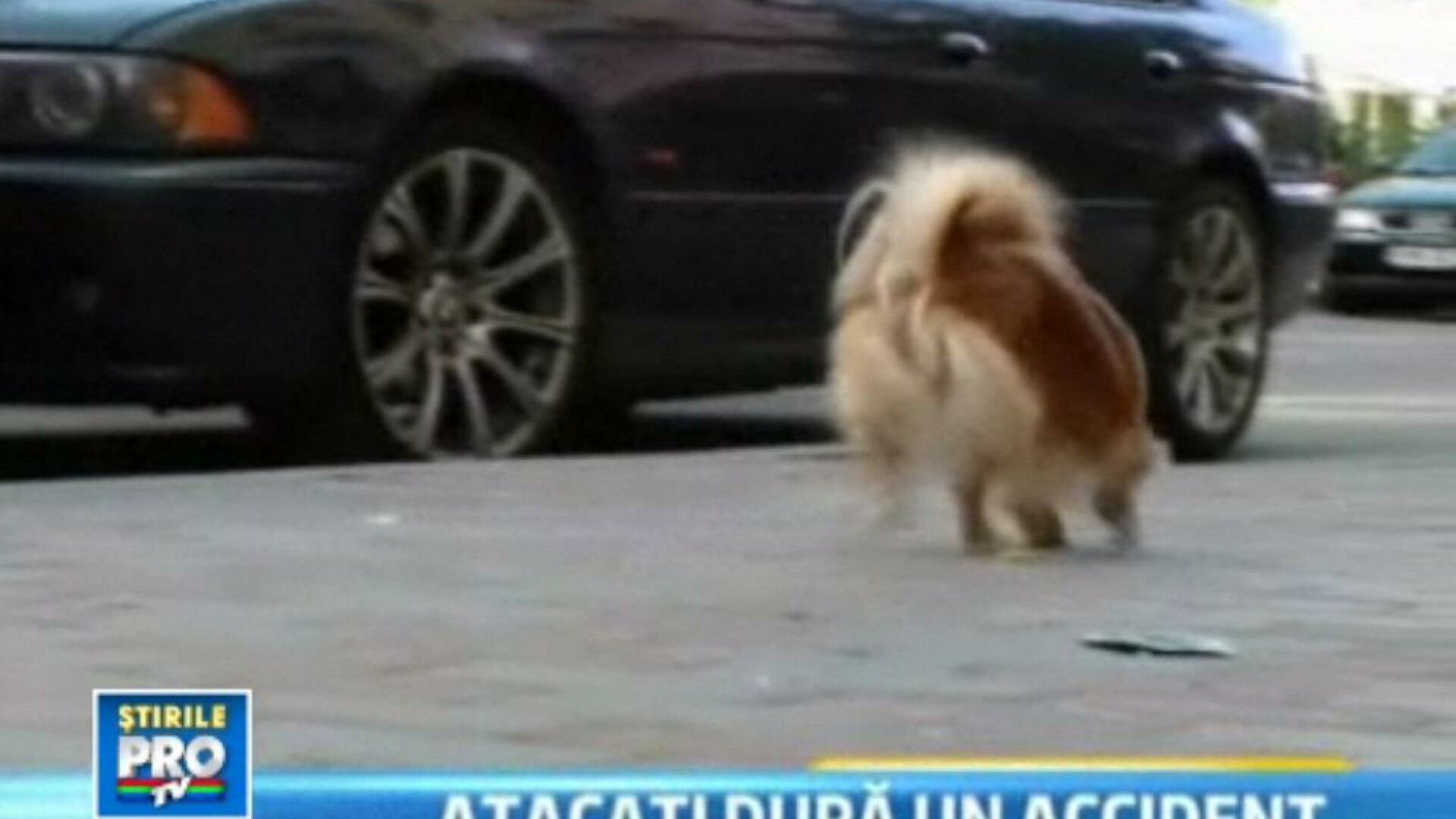 Lupte de strada pentru pechinezul Bobita. Cum a ajuns un catel de 25 de cm sa provoace isterie.VIDEO