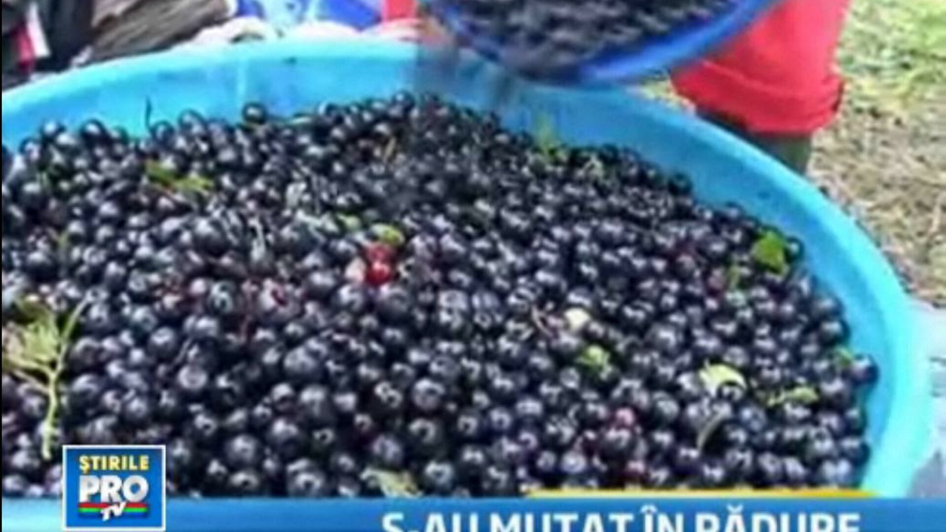 Comoara din padure. A inceput sezonul culegatorilor de afine