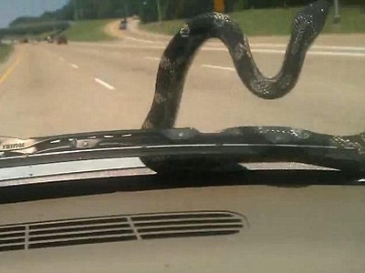 S-au trezit cu un sarpe uitandu-se la ei prin parbriz. Masina era in mers, pe autostrada