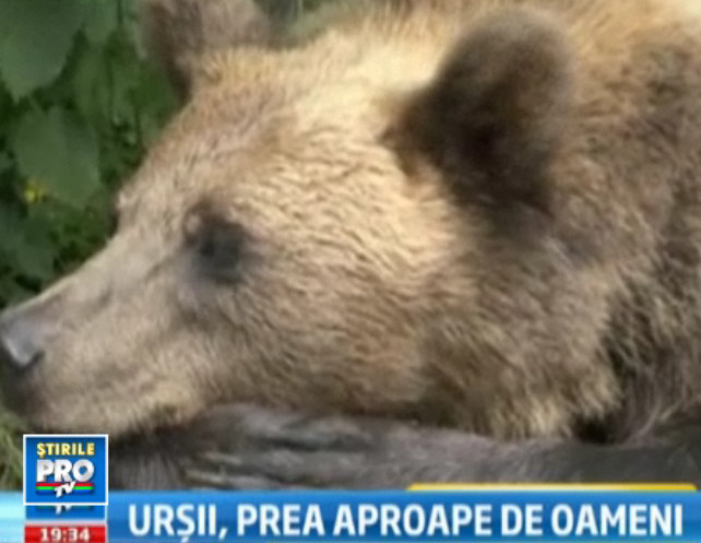 VIDEO. Sunt extrem de draguti si nu le poti rezista. Ursii, atractia periculoasa din munti