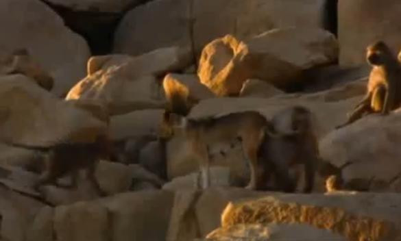 VIDEO. Cainii vagabonzi au devenit animalele de companie ale maimutelor. Ce patesc daca nu asculta