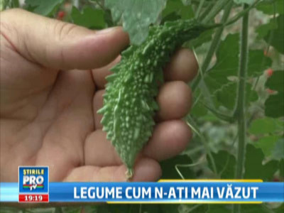 Legume made in Romania: castravetii care explodeaza si pepene cu gust de coniac. Ai cumpara?