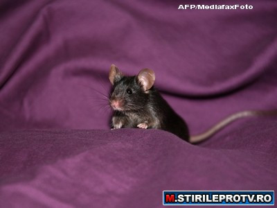 S-a gasit remediul pentru infertilitatea masculina: sperma obtinuta din celulele stem ale soarecilor