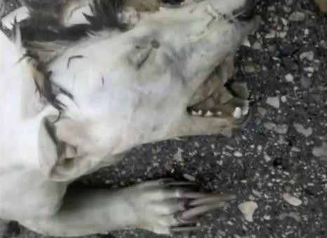 Monstrul din Minnesota. Vietatea a speriat un oras intreg si nimeni nu stie ce este. VIDEO