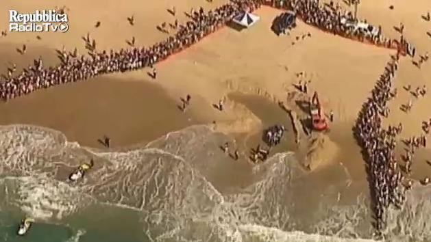 Pui de balena esuat pe o plaja din Australia, salvat de zeci de oameni. VIDEO