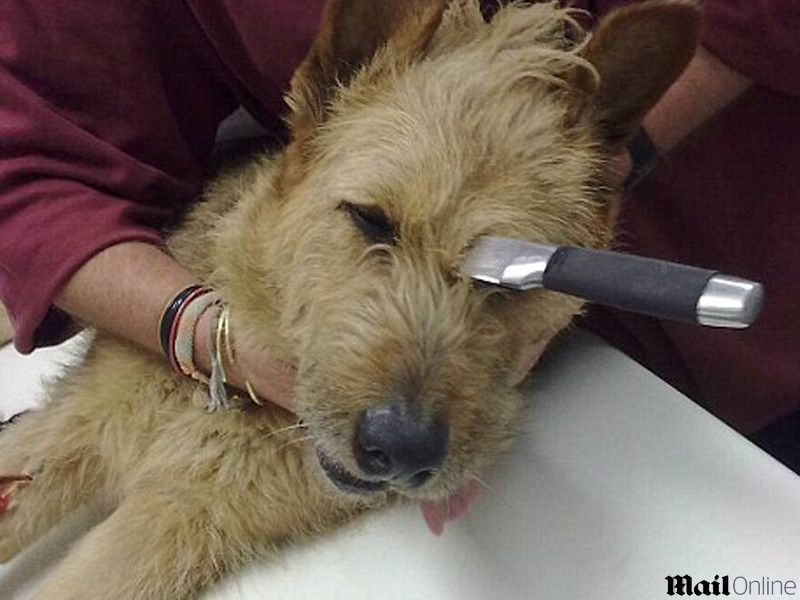 "Nu stiu cum a supravietuit". Cainele care a avut un cutit de 20 cm infipt in cap. FOTO SOCANT