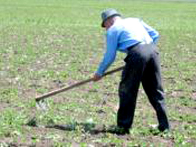 Mii de romani dau costumul de oras pe sapa de la tara. Cati euro iti da statul ca sa devii fermier