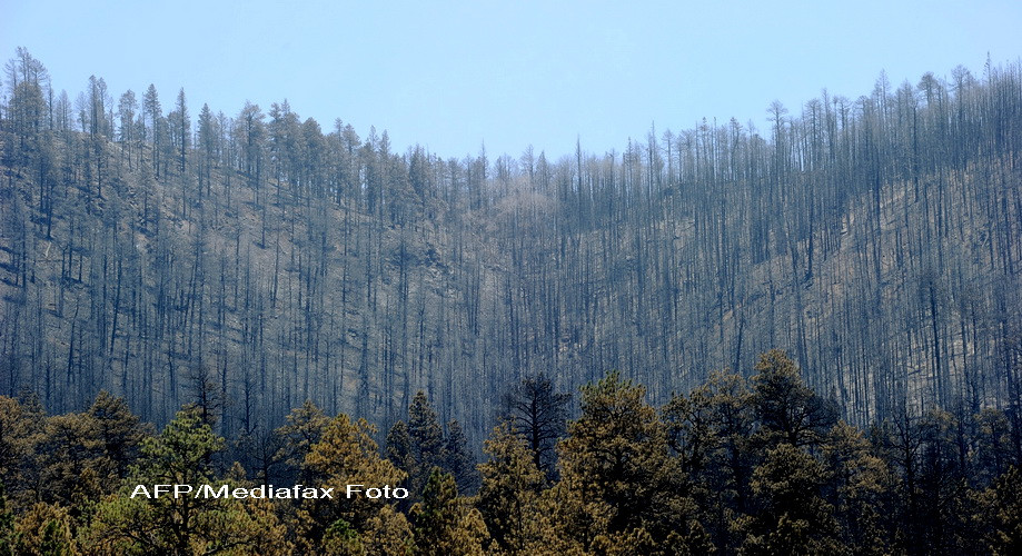 Codrul nostru devine proprietate straina. Harvard, cel mai mare proprietar de paduri din Romania