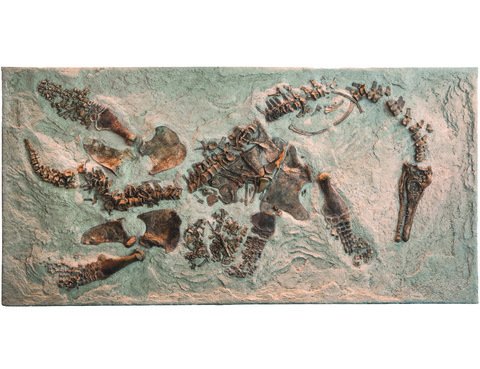 Fosila preistorica