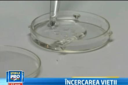 Viata importata. 50 de romance raman insarcinate anual cu material reproducator din Danemarca