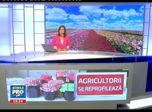 Sa nu uitam sa cultivam trandafirii. Fermierii au renuntat la cartofi si fac bani frumosi din petale