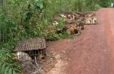 Imagini greu de privit. Cum erau transportati 1.000 de caini care urmau sa ajunga friptura. VIDEO