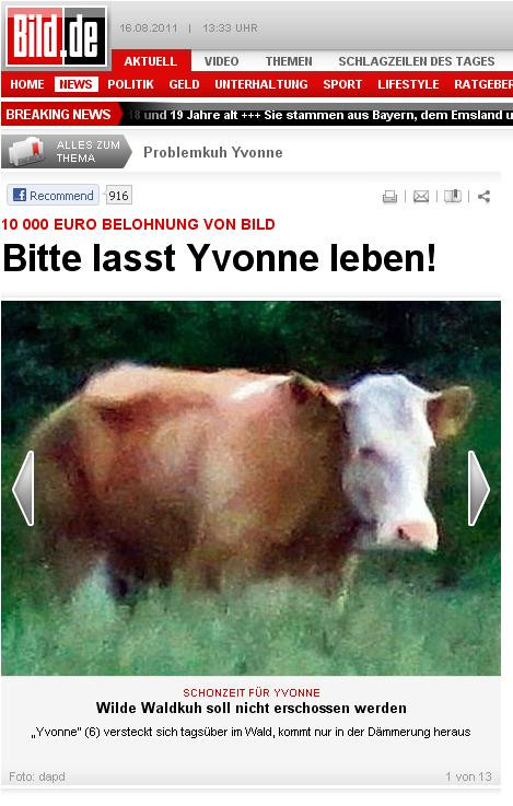 Oferta unica: 10.000 de euro recompensa pentru capturarea unei vaci. Vie sau moarta