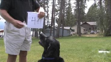 VIDEO.Cainele care ar lua BAC-ul la matematica.Stie sa adune, sa scada si chiar sa extraga radicalul