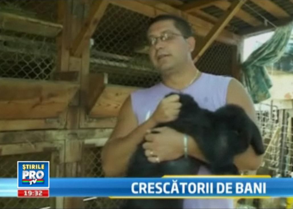 Fermierii "urecheaza" gustul romanului. Afacerea care schimba porcul cu iepurele in farfurie