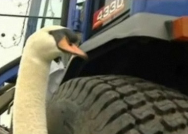 Lebada care s-a indragostit nebuneste de un tractor si-a depasit obsesia. Vezi pe cine a pus ochii