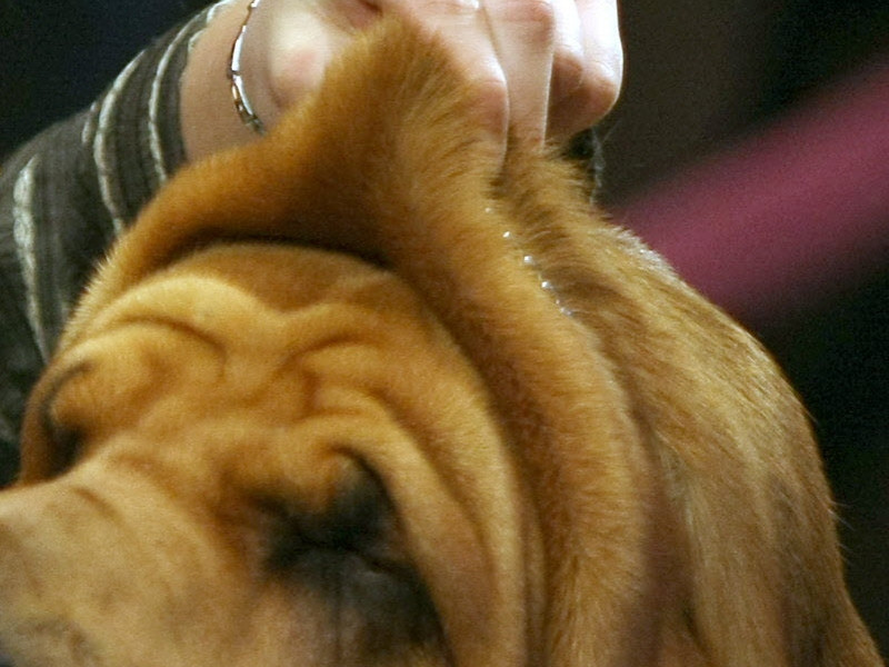 FOTO. Culmea operatiilor estetice: sa-i faci cainelui un lifting facial de 9.200 de euro