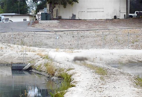 Ce este un capybara, creatura ciudata care a ingrozit locuitorii unui oras din California. FOTO