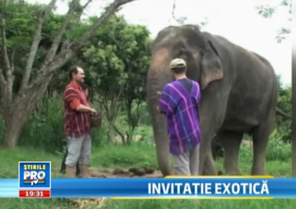 Cat te costa sa hranesti elefantii in Thailanda. Oferte speciale de vacante exotice pentru romani