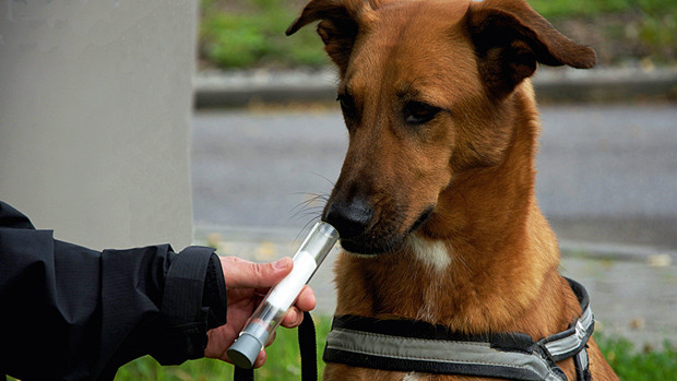 Cainii, cei mai buni doctori. Pot detecta din timp cancerul la plamani