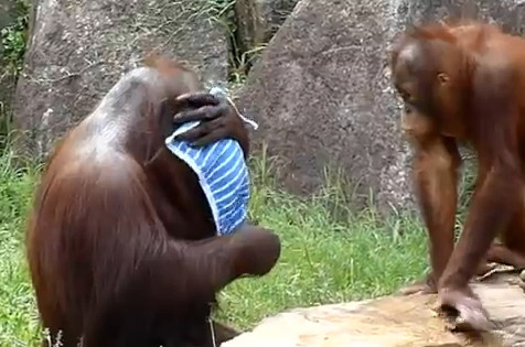 Marea maimutareala. Urangutanul care se comporta atat de uman, incat te astepti sa zica:"Ce cald e!"