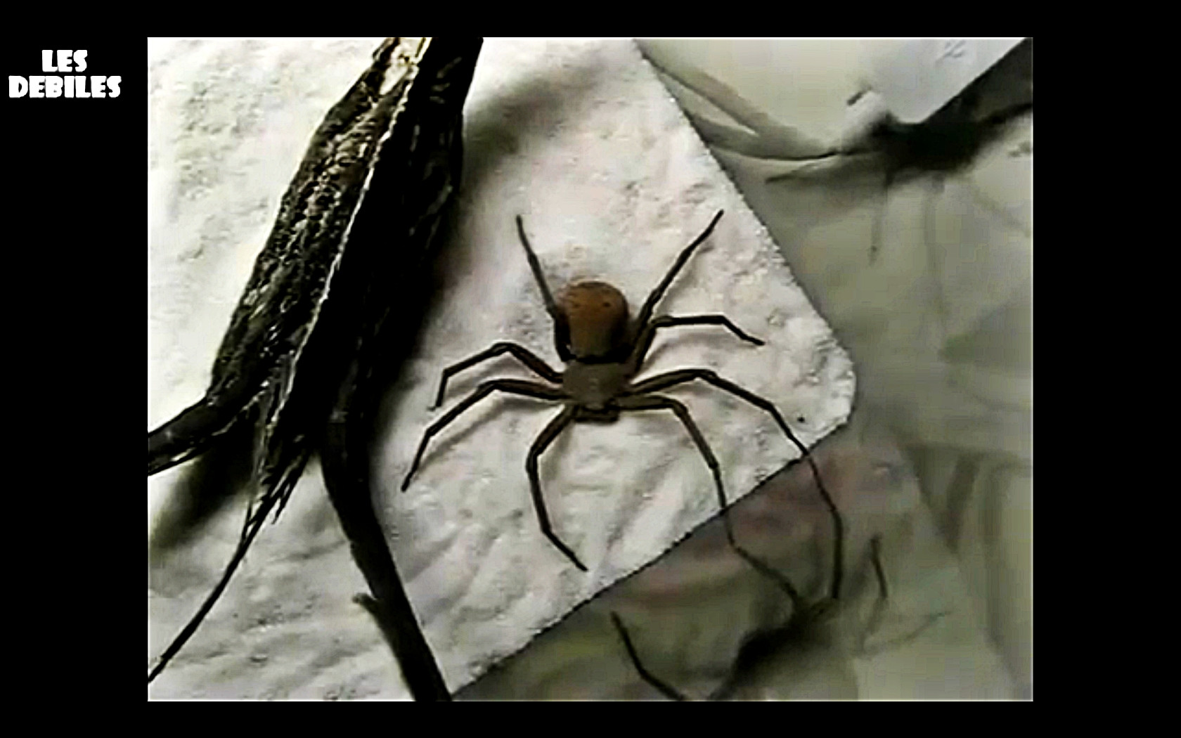 VIDEO. Un paianjen este maestru al camuflajului