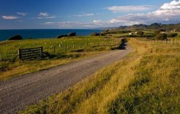 Goana pentru "aurul" verde. Ce investitie iti aduce un profit mai sigur decat metalele pretioase