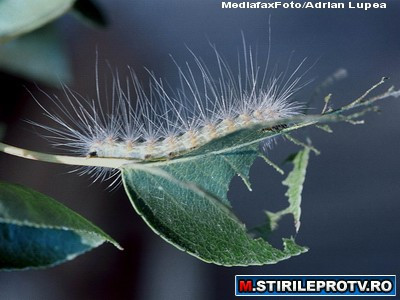 Atacul OMIDEI PAROASE. Primaria Bucurestiului se mobilizeaza impotriva dusmanului cu picioare multe