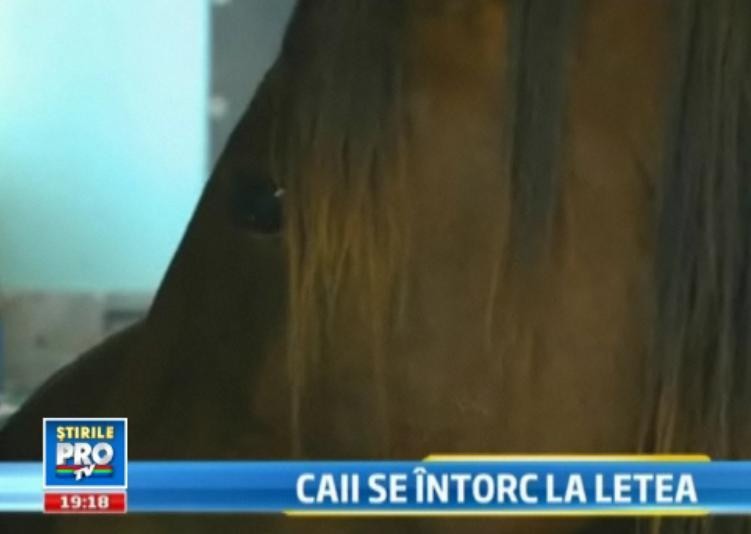 Sfarsit fericit pentru caii salbatici din padurea Letea, prinsi si torturati de localnici